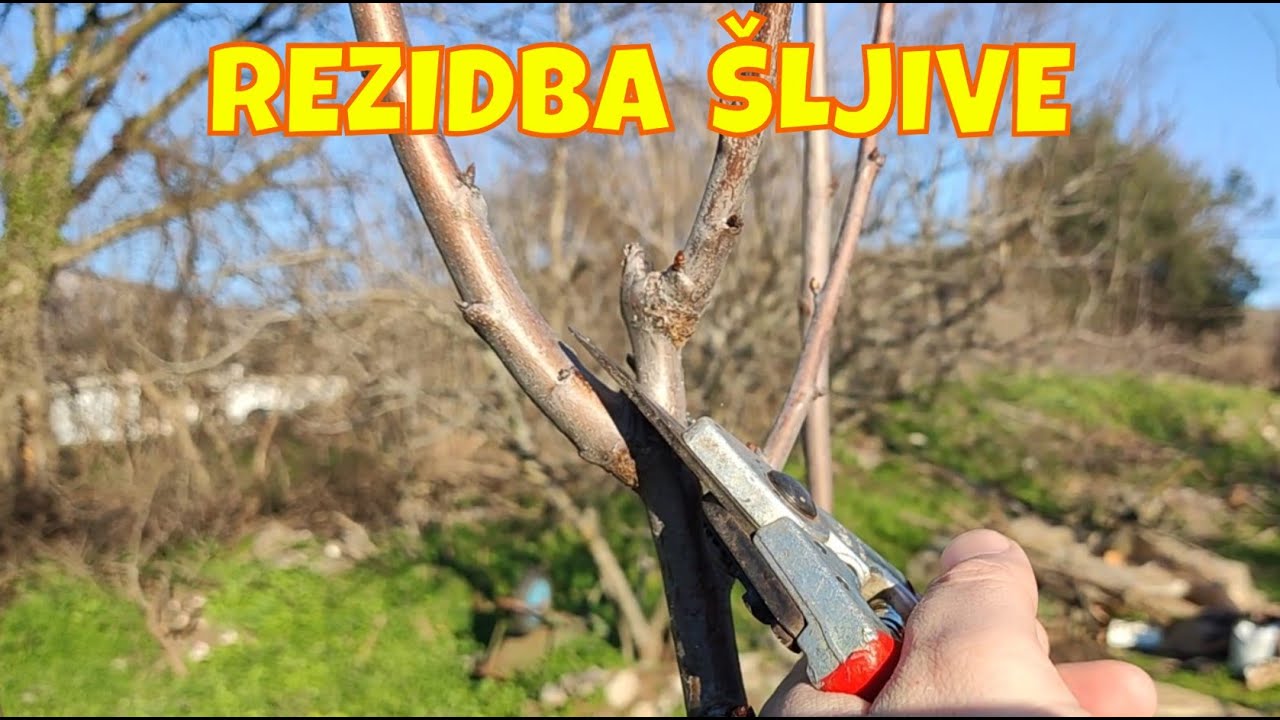 Rezidba šljive za početnike - Ovo morate uraditi