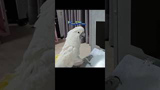 눈으로 욕하는 앵무새 #끝까지봐야함 #미*집사 #parrot #cockatoo #birds