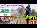 शानदार थारपारकर गाय का बेटा-तेजस (Tejas) || India&#39;s No.1 Semen Bank-HSB #desicow #cow #semenbank