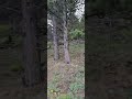 cougar on Casper Mountain