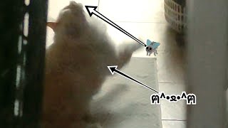 Cat gets annoyed by fly and attacks it! screenshot 5