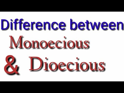 ቪዲዮ: Dioecious እና Monoecious ምን ማለት ነው፡- ዲዮኪዩስ እና ሞኖክዩስ የዕፅዋት ዓይነቶችን መረዳት።