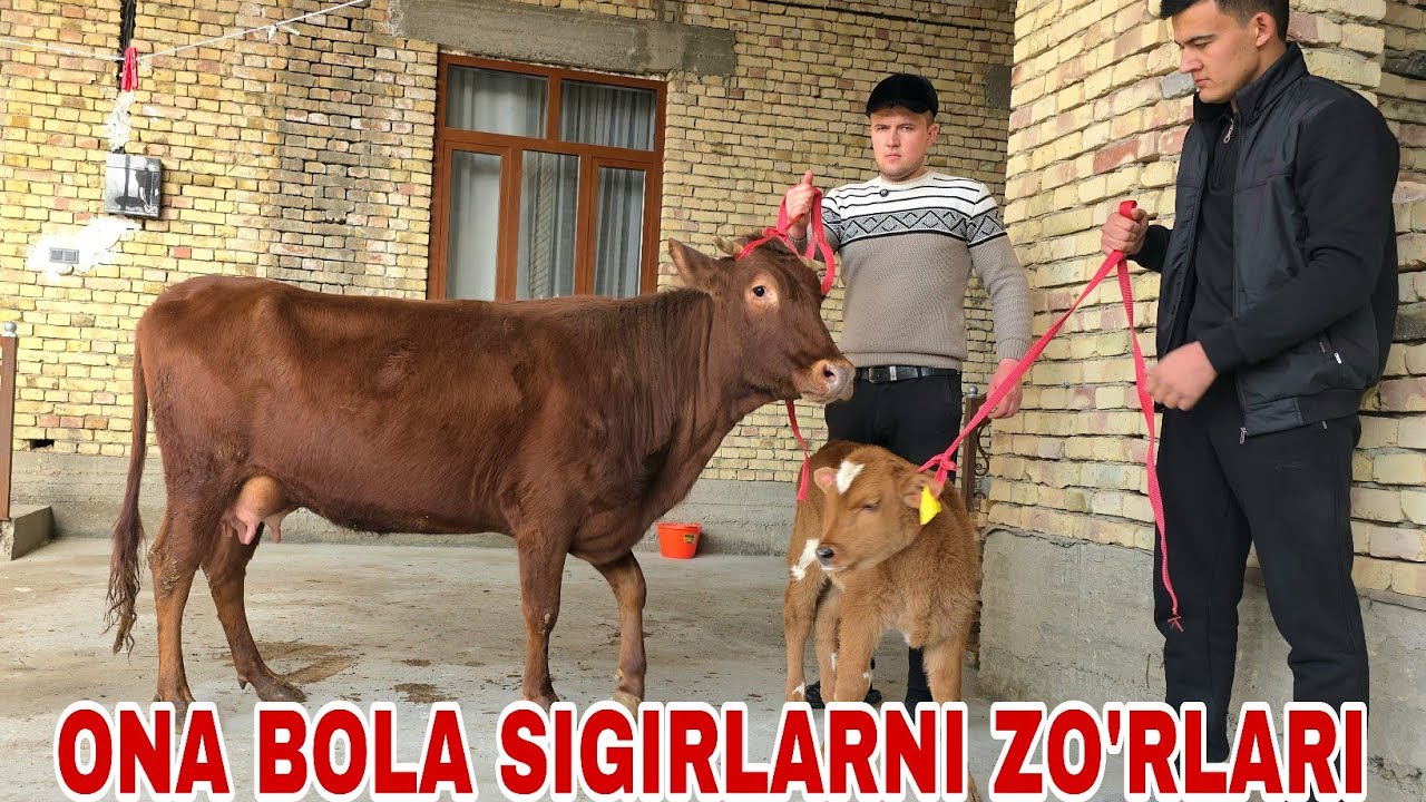 Hamzajon ukamizdan yangi partiya ona bola sigirlar va bo‘g‘ozlarni zo'rlari 25-fevral, 2026