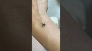 Is This The Prettiest Tarantula Out There?