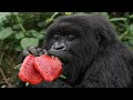 Que mange un gorille 