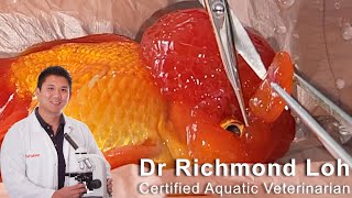 Fish Vet shows How to Trim Goldfish Wen