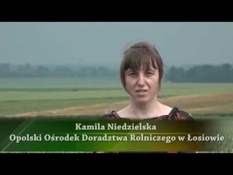 Wideo: Pomyślne dni na ślub w lutym 2020 r