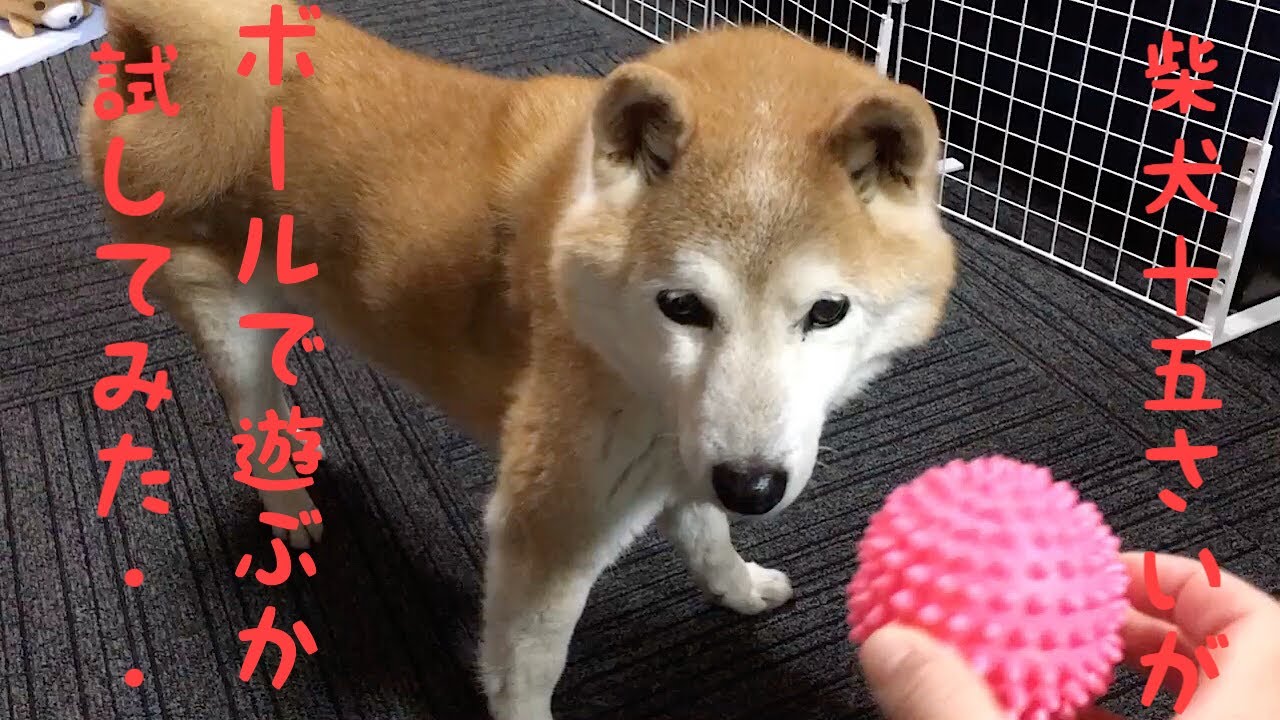 柴犬 ボールへのシカトが半端ない笑 柴犬15歳がボールで遊ぶか試してみた Youtube