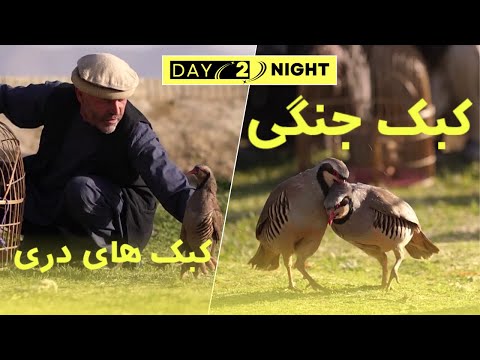 Quail Fighting In Afghanistan کبک جنگی کبک های دری