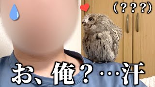 フクロウに発情されて困ってます…汗