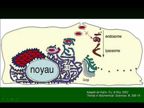 Vidéo: Comment guérir Pseudomonas : 8 étapes (avec photos)