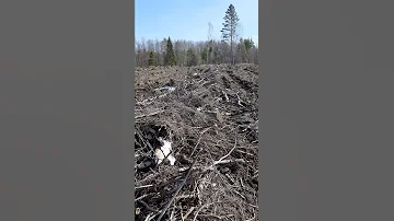 Вырубка леса по новым технологиям