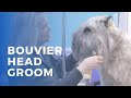 Grooming a Bouvier des Flandres の動画、YouTube動画。