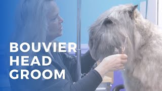 Grooming a Bouvier des Flandres by GroomerTV 16,675 views 2 years ago 5 minutes, 32 seconds