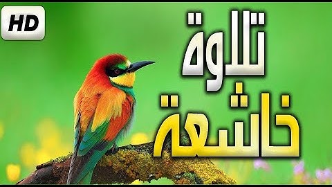 surah al Mutaffifeen سورة المطففين تلاوة هادئة تريح النفس لمن يبحث عن راحة البال اسمع بقلبك ❤️
