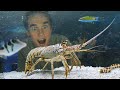 Raising a grocery store spiny lobster as a pet