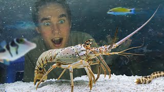 Raising a Grocery Store Spiny Lobster as a Pet by Just Joshing 1,086,922 views 9 months ago 12 minutes, 13 seconds