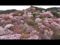 「祈りの桜・吉野山 2024」_4K
