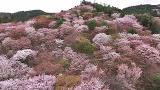 「祈りの桜・吉野山 2024」_4K