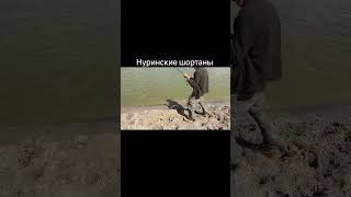 сегодня был хороший клев на Нуре #щука #трофей #нура #рыбалкаудалась #crazytouristkz