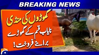 Chiniot Horse Market 2025 | Beautiful & Rare Breeds Up for Sale