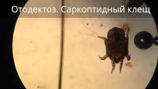 Отодектоз. Саркоптидный клещ Отодектоз. Саркоптидный клещ