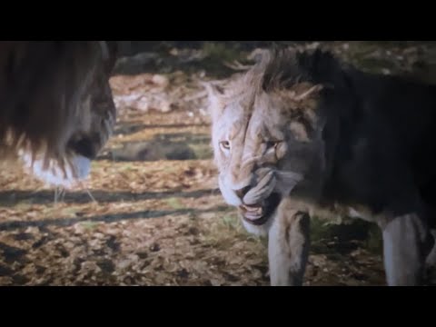 Taka becomes “Scar”