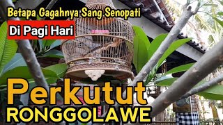 PERKUTUT TUBAN TANGGUH RONGGOLAWE...⁉️Generasi Muda Perkutut