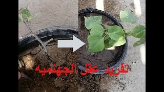 طريقة تفريد او توزيع العقل بعد نجاحها