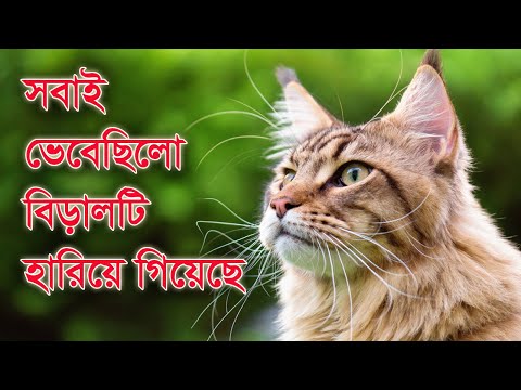 ভিডিও: বিড়ালরা কি বাড়িতে ফিরে আসে?