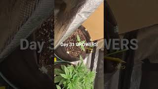 Day 31 Mystery autoflower