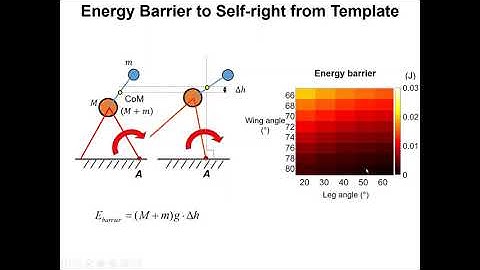 IROS Talk 2020: Coordinated appendages help accumulate more energy to self-right on the ground