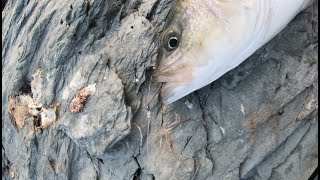 How To Use Circle Hooks/Tie Bait Chunking Rigs To Catch Big Striped Bass