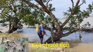 đồng mới bơm nước chuẩn bị xạ lúa xiệt chuột ếch nhiều hết chỗ để luôn rồi trúng mánh rồi cả nhà ơi