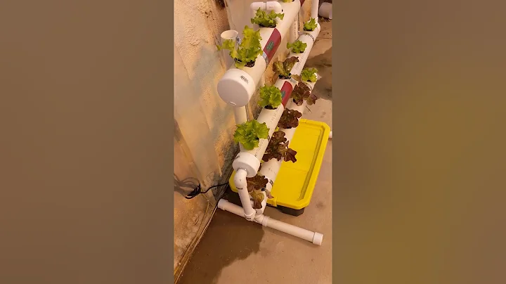 Growing hydroponic tomatoes in Minnesota getting b...