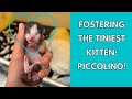 My new tiny foster kitten piccolino