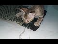 Cutest Kitten Ever! Watch This Adorable Baby Cat Entertain Itself 😻