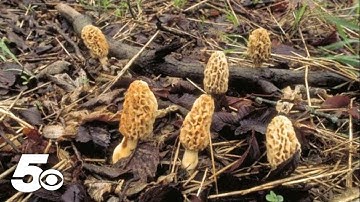 Spring in Arkansas bringing out the elusive morel mushrooms