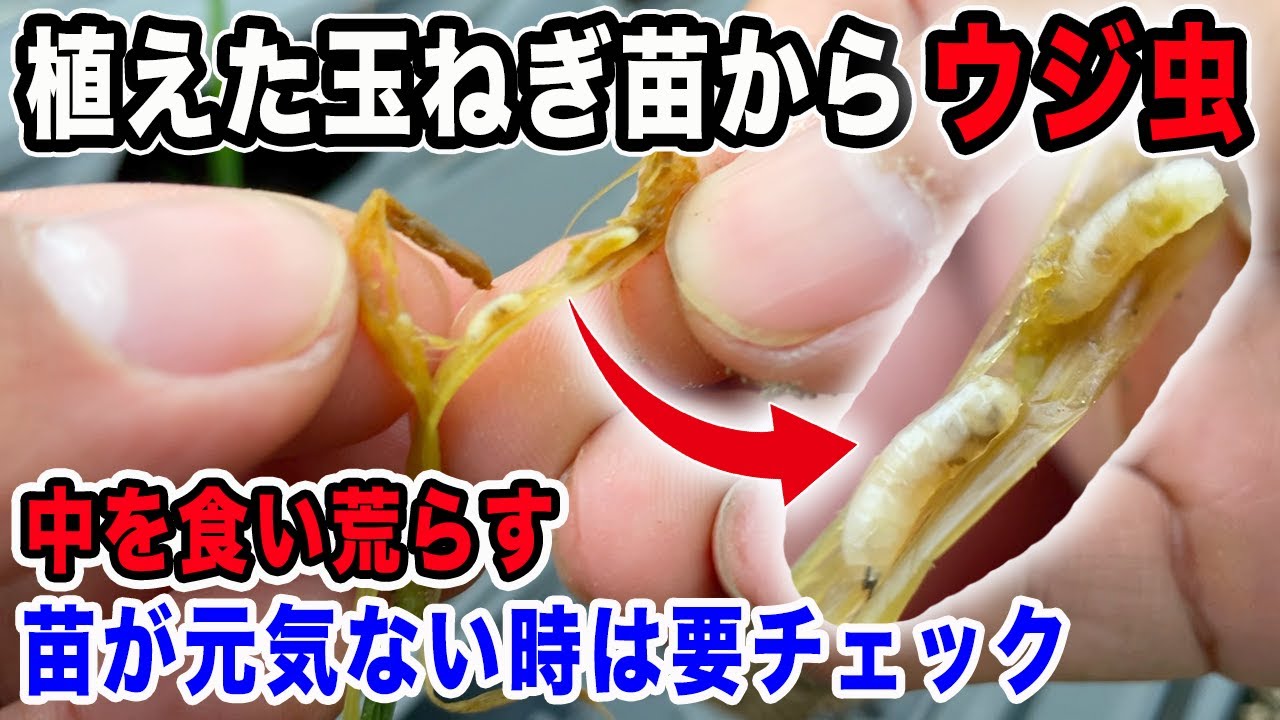 【玉ねぎ】植付けしたら害虫が大発生！必要な肥料と害虫対策を紹介します