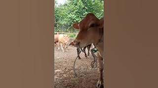 Lembu BIRAHI Naik biang.proses mengawan