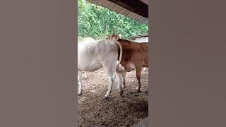 Lembu BIRAHI Naik biang.proses mengawan