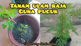 Cara semai ulam raja guna pucuk - Little Kebun