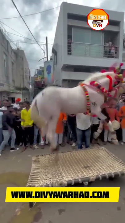 Horse Dancing Kolhapuri Halgi ; #shorts #horse #dancing #halgi