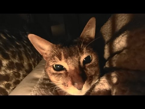 【ASMR 】音ﾌｪﾁ～?猫ｺﾞﾛｺﾞﾛ音#3?～ Binaural 3D 立体音響