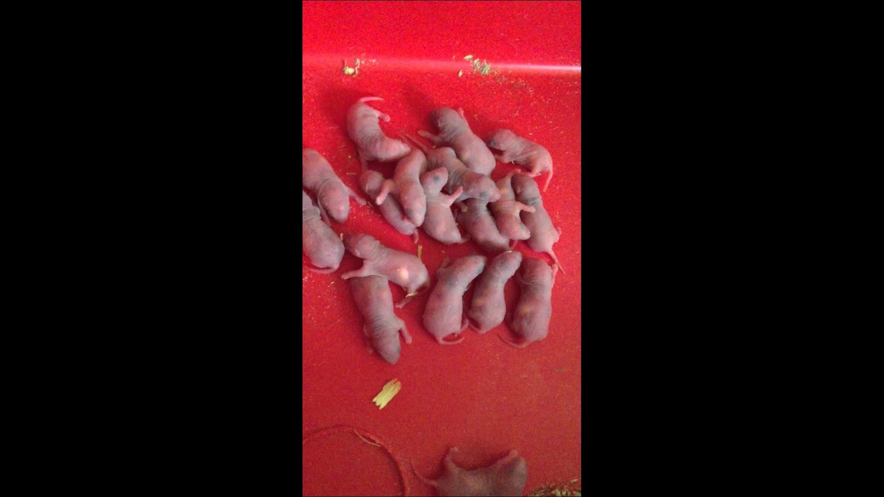 19 Baby Rats born last night... - YouTube