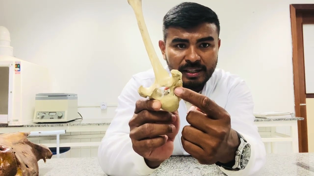 Osteologia Veterinária - vértebra torácica