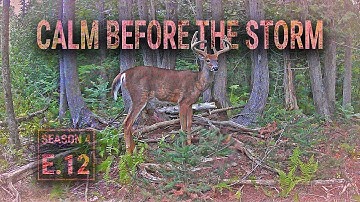 "Land of OZ", Mock Scrapes and Food plot update!