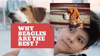 All you need to know about beagle dog breed | A Guide to Understanding and Caring for Beagle Dogs