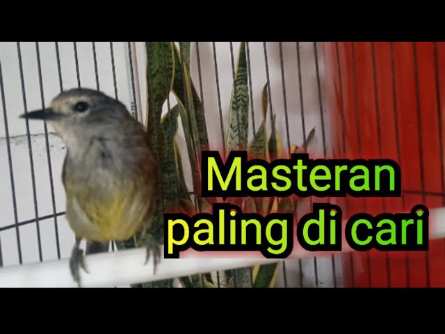 Burung opior Jawa Suara paling di cari untuk masteran @ponirankwokchannel class=