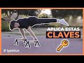 ▶ 5 claves para Conseguir + rápido la STRADDLE PLANCHE perfecta 💯 / Tutorial Plancha Straddle 2021